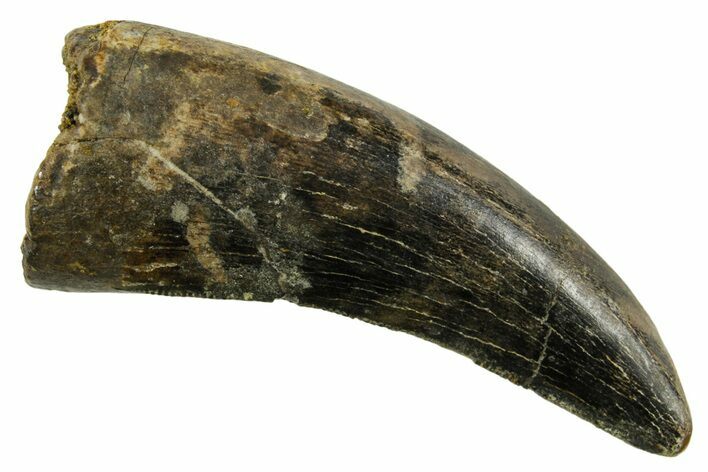 Serrated, Tyrannosaur (Nanotyrannus) Tooth - Montana #378496